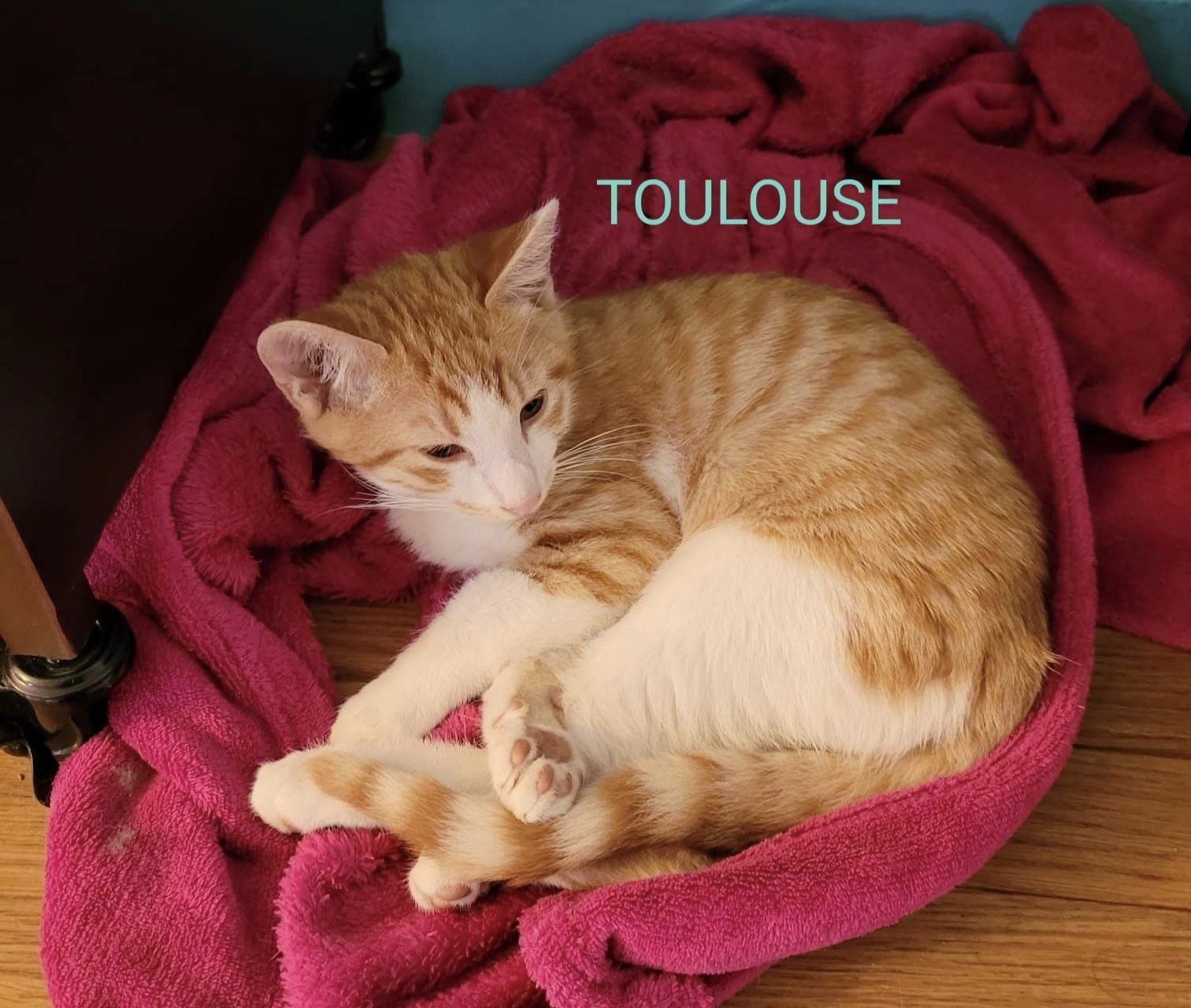 Toulouse - M - né le 1/8/22 adopté en mars 2023