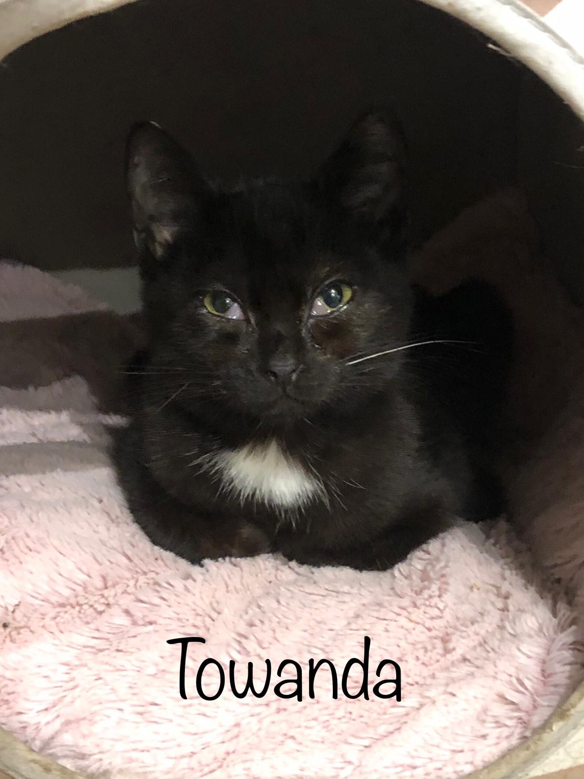 Towanda - F - née le 8/10/2022 adoptée en février 2023