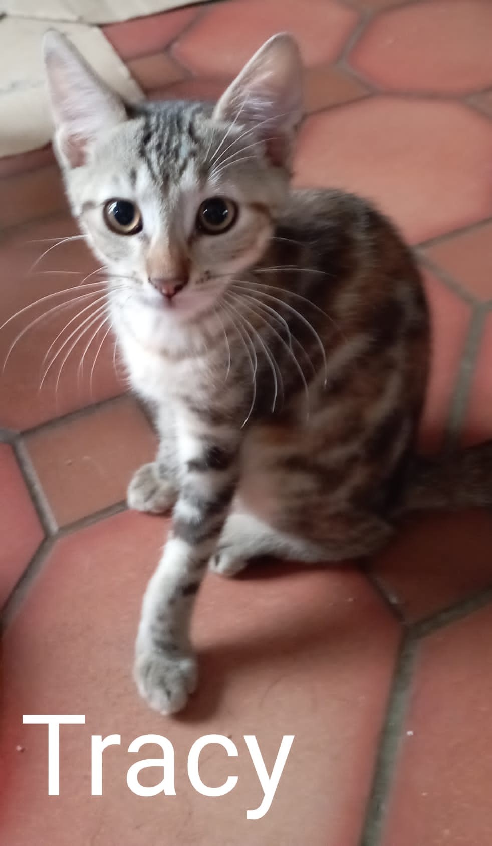 Tracy - F - née le 1/5/22 - adoptée en sept 22