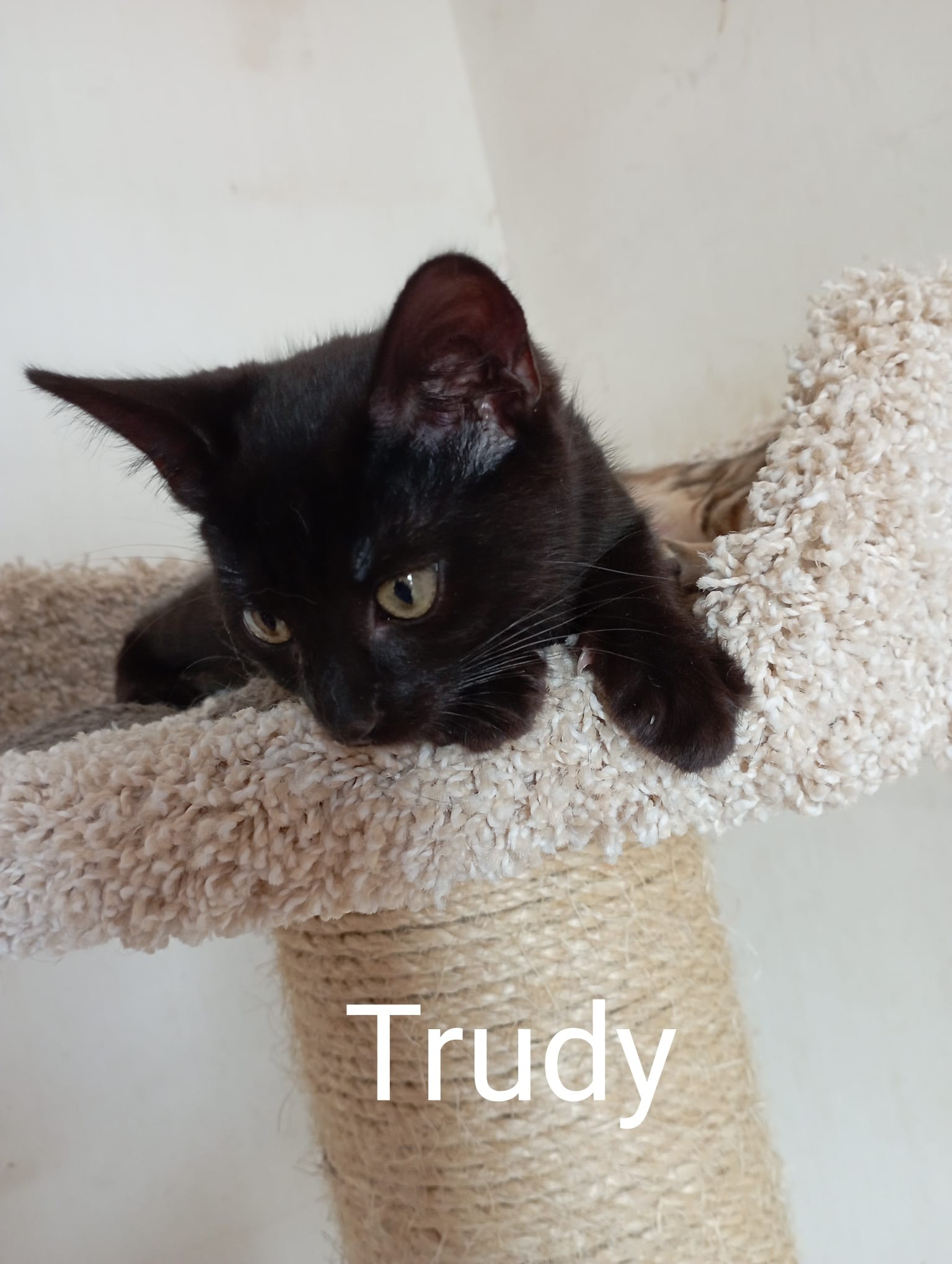 Trudy - F - née le 1/5/22 - adoptée en août 22