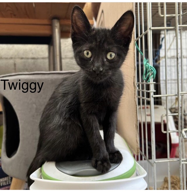 Twiggy - F - née le 18/5/22 - adoptée en sept 22