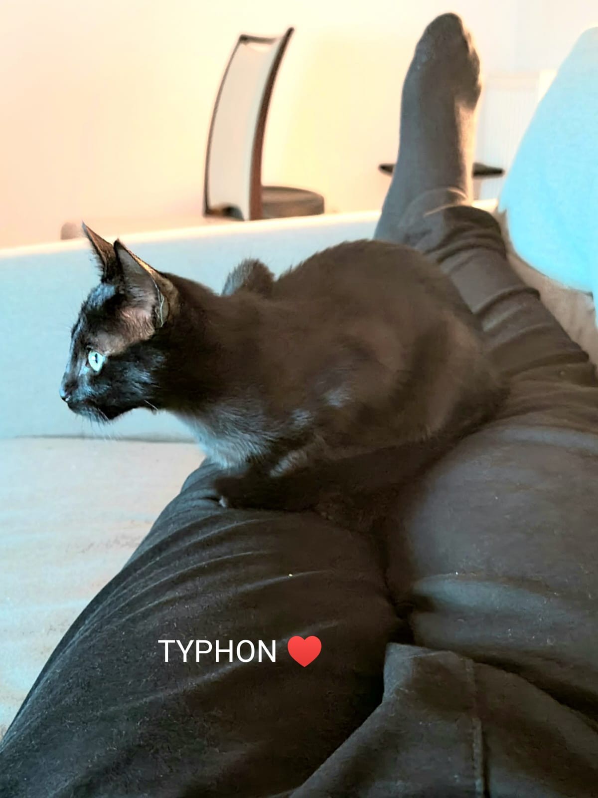 Typhon - M - Né le 1/3/22 - adopté en juin 22