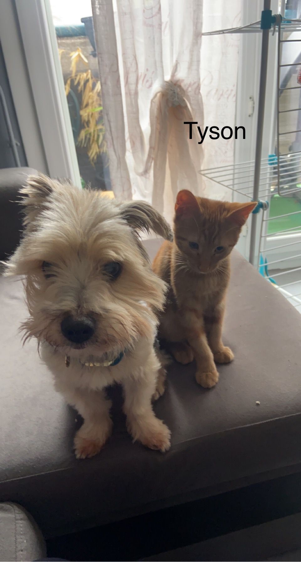 Tyson - M - né le 10/6/22 - Adopté en oct 22