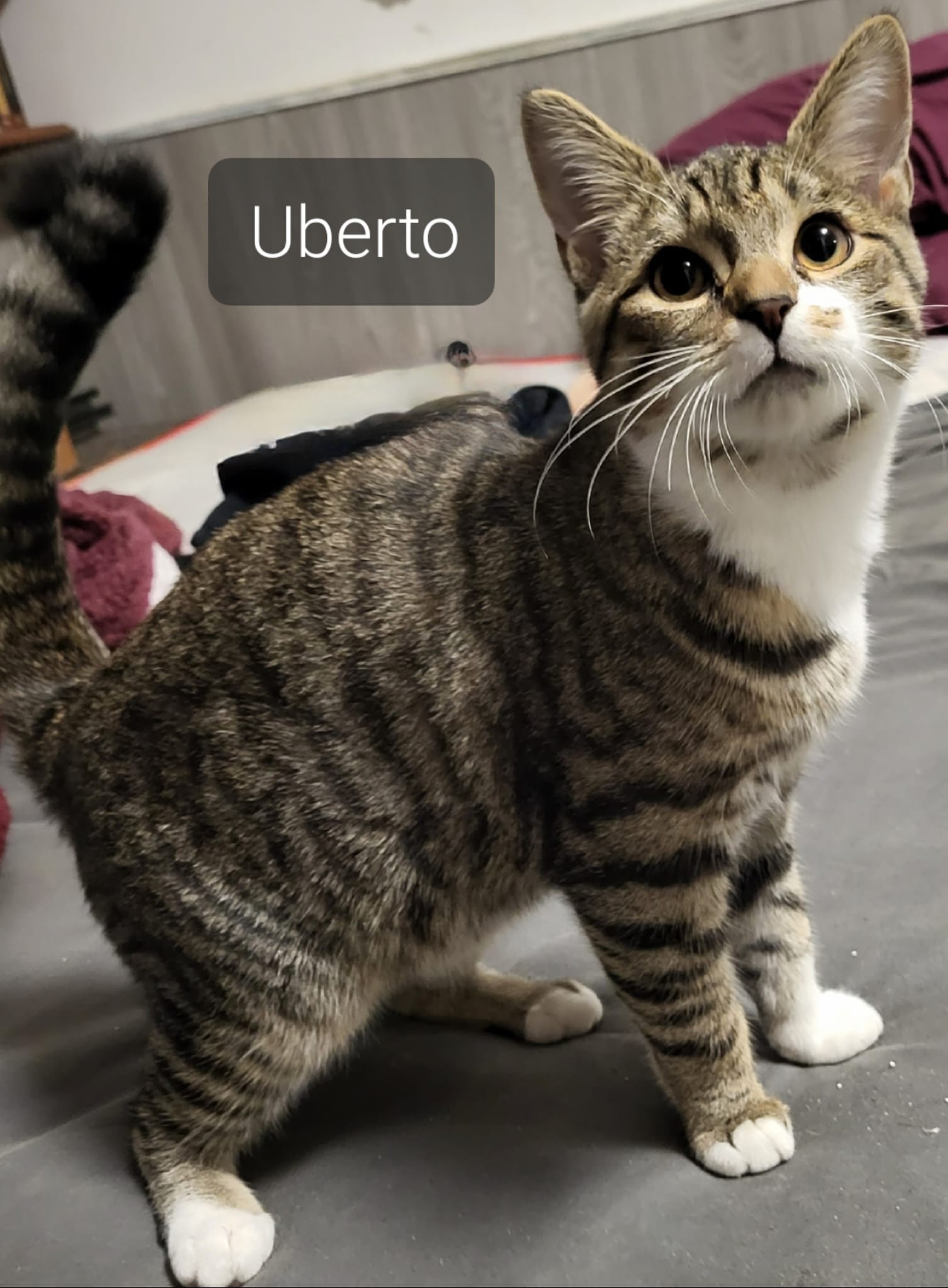 Uberto - M - Né le 8/3/2023 adopté en juin 2023