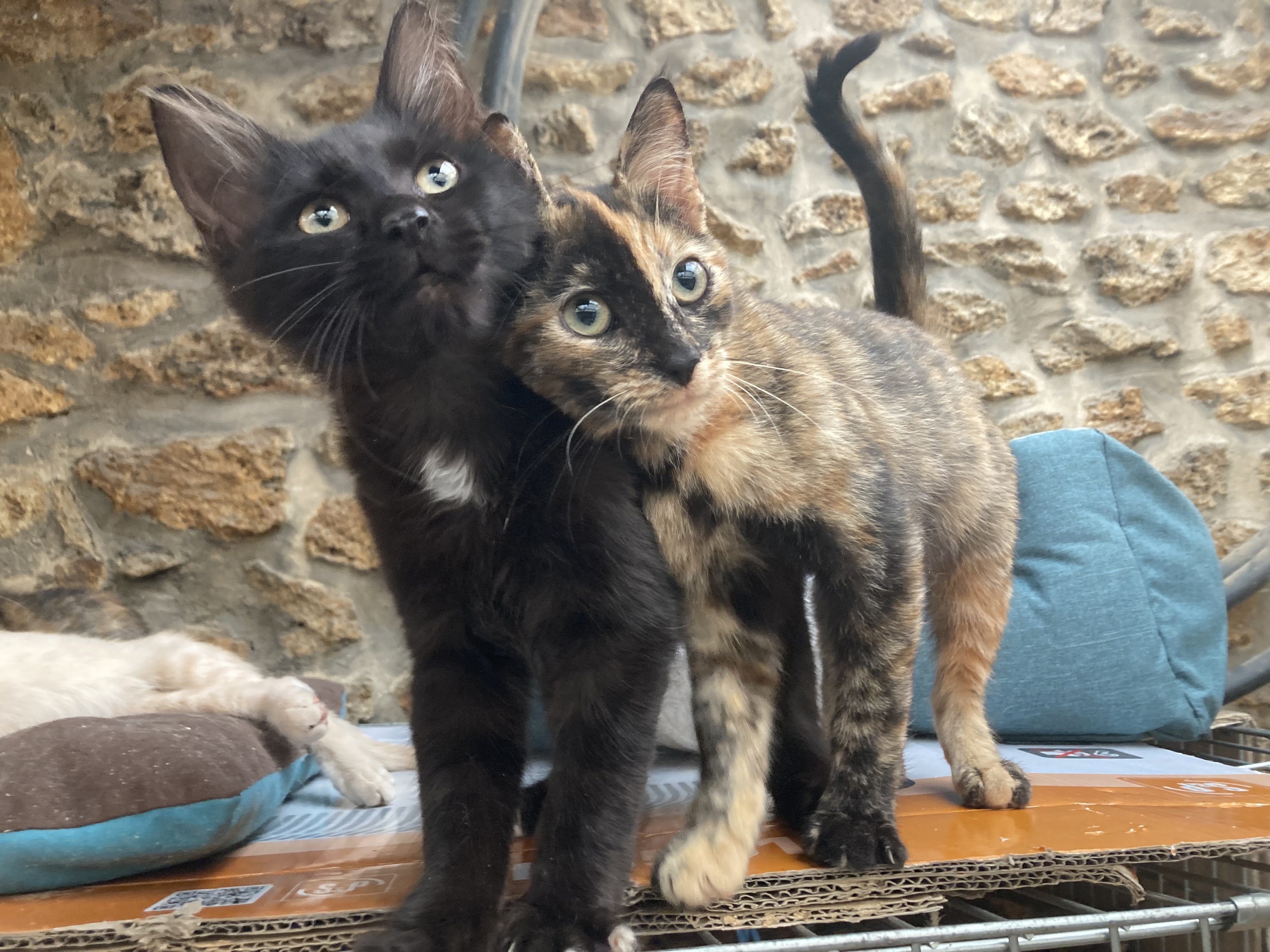 Uifi et ulfy - Nés le 13/5/2023 adoptés en sept 2023