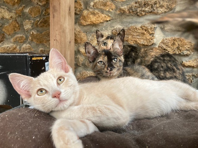 Uikend - M - né le 13/5/23 adopté en nov 2023