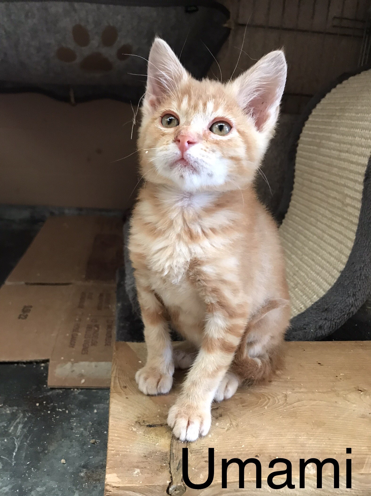 Umami - F - née le 4/4/2023 adoptée en juillet 2023