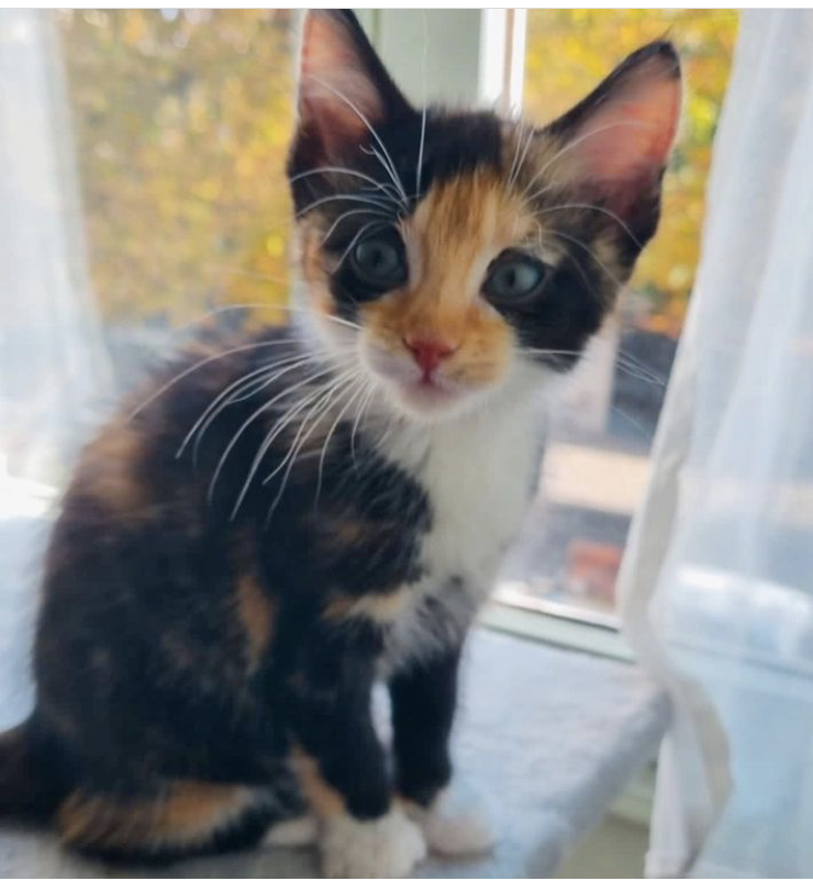 Umaya - F - née le 29/7/23 adoptée en nov 2023
