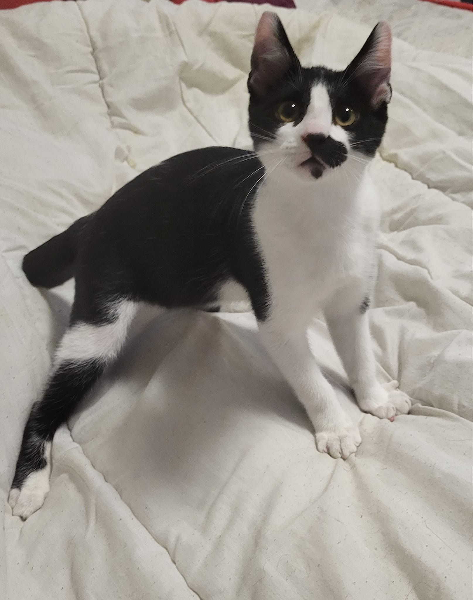 Umpa lumpa - F - née le 22/5/23 adoptée en sept 2023