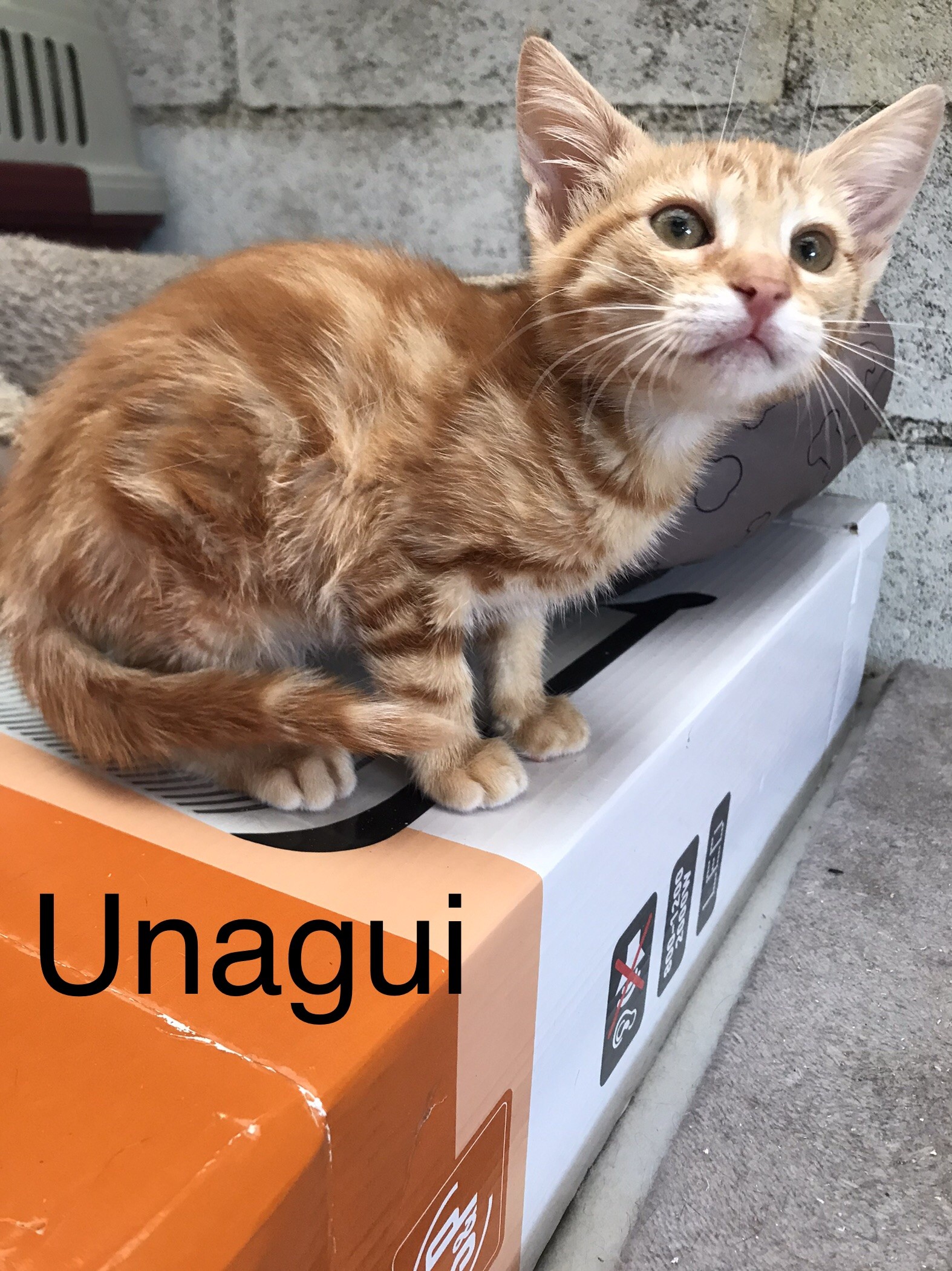 Unagui - M - Né le 4/4/23 adopté en juillet 2023