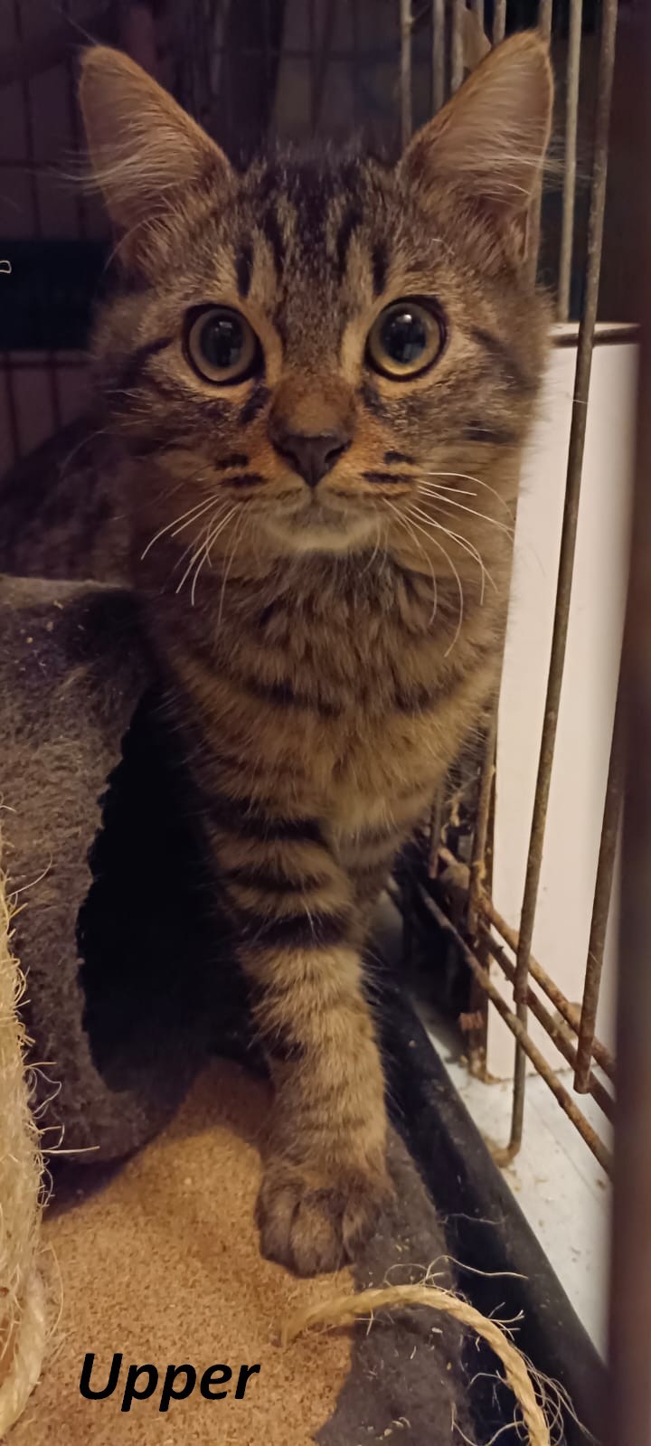 Upper - F - née lé 8/3/2023 adoptée en juin 2023