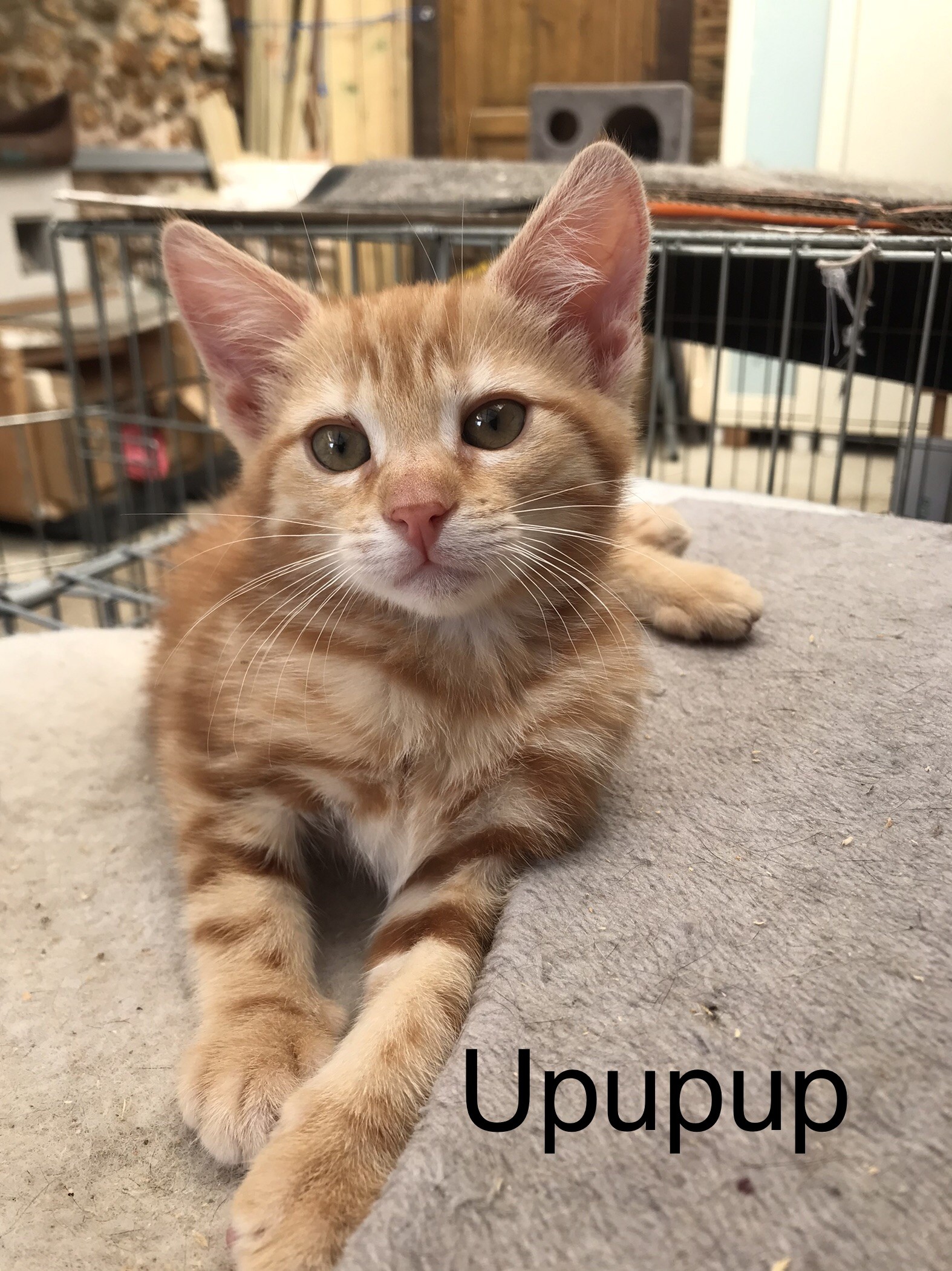 Upupup - F - née le 4/4/23 adoptée en juillet 2023