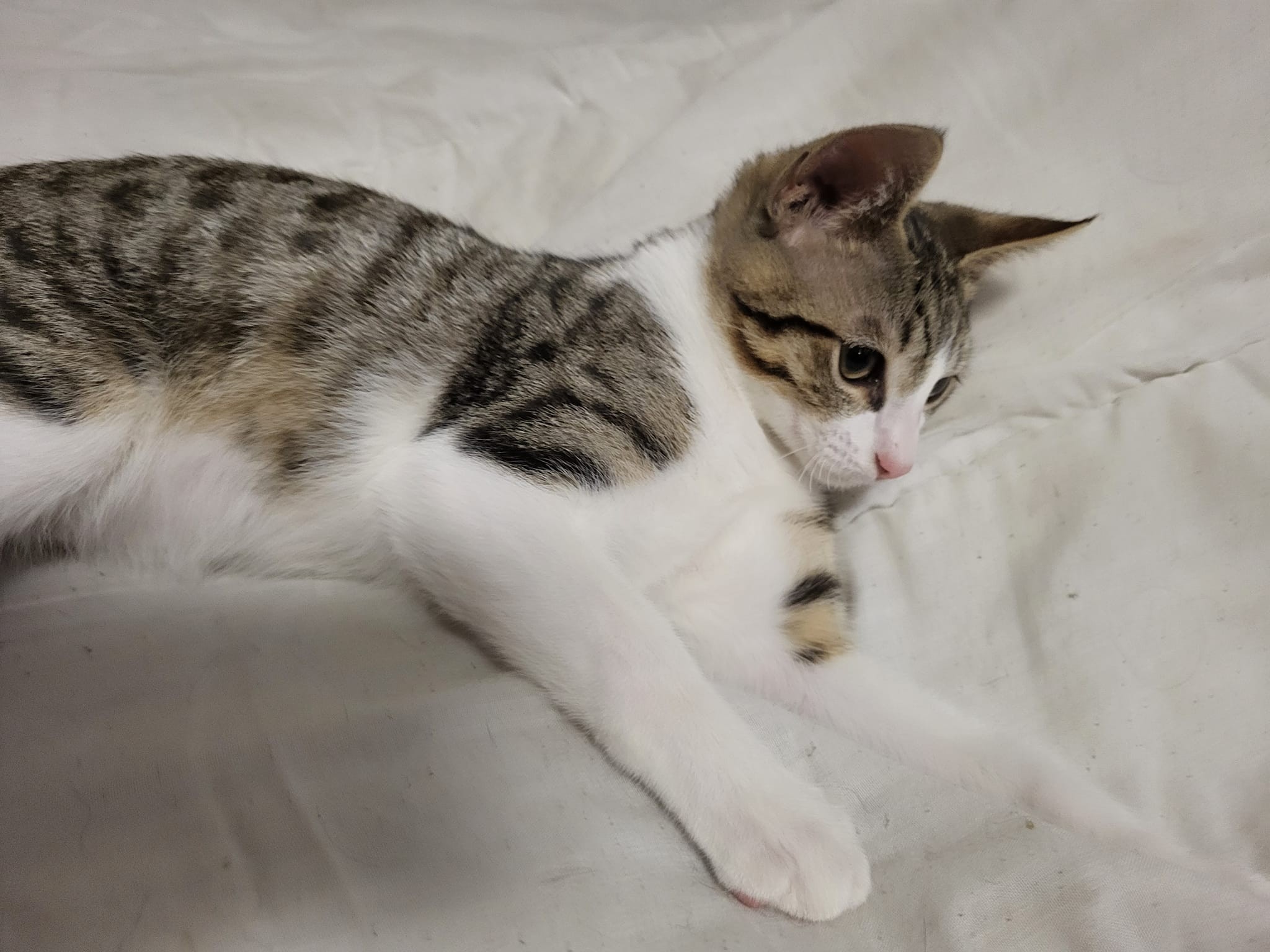 Ursulin - M - né le 1/8/2018 adoptée en mars 2023