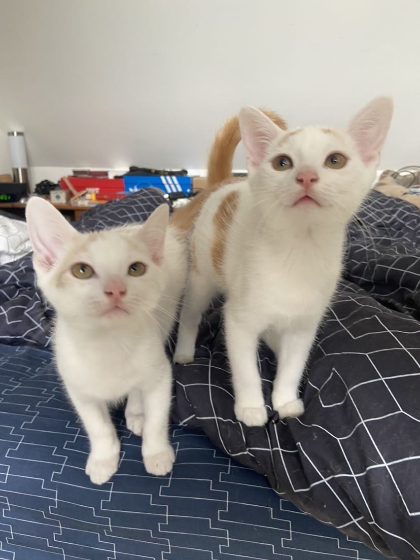 Ustache et uston - M - Nés le 10/4/2023 adoptés en aout 2023