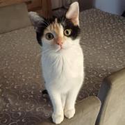 Zaïna - Née le 19/08/2024 - Adoptée en Mars 2025