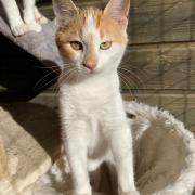 Annabelle - Née le 15/10/2024 - Adoptée en Mars 2025
