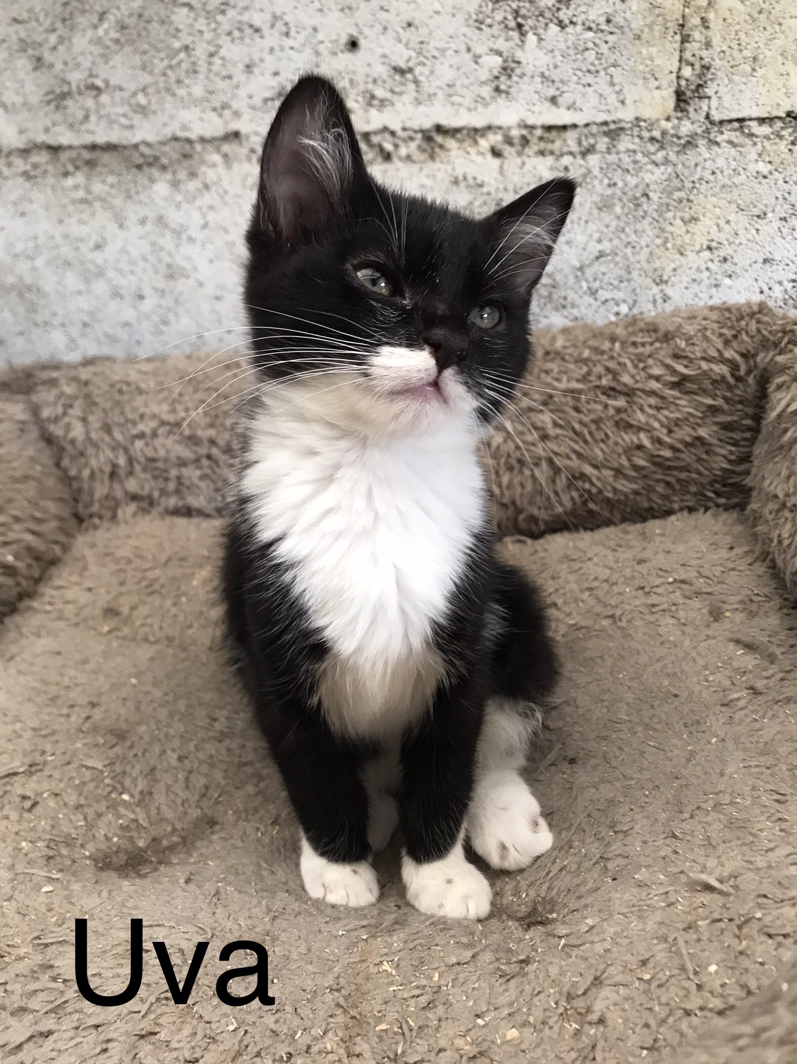 Uva - F - née le 28/3/2023 adoptée en aout 2023