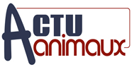 Logo actu animaux 1